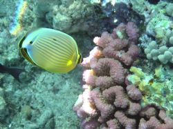 Great Barrier Reef by Heather Shaw 